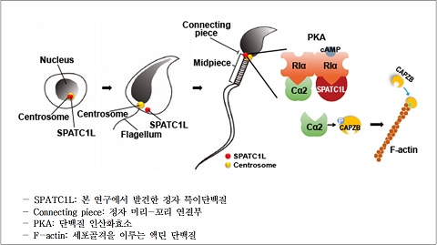 정자의 머리-꼬리 잇는 단백질 발견