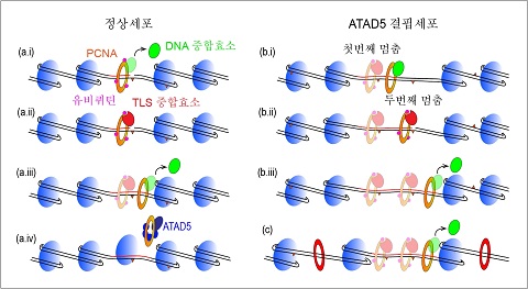 ▲ ATAD5 결핍세포에서 활성산소 기인 복구 DNA 합성이 연장됐을 때 유전체 불안정성을 일으키는 메커니즘 (a) 복구 DNA 합성 중 PCNA에 결합한 DNA 중합효소가 또 다른 DNA 상해 부위(빨간색 세모)에서 멈추면, DNA 틈이 노출된다. (a.i). PCNA 유비퀴틴화(분홍색 원) 및 TLS 중합효소에 의해 DNA 상해 부위를 넘어서 DNA 합성이 계속 진행되고 (a.ii-iii), 이후 PCNA는  TAD5에 의해 DNA에서 떨어진다 (a.iv). 남겨진 DNA 상해를 복구하는 과정이 새롭게 다시 진행된다. (b) ATAD5 결핍 시 PCNA 축적에 의해 DNA 합성이 연장되면, DNA 중합효소가 멈추어서 DNA 틈을 노출하는 빈도가 증가하고, 이것이 DNA 이중나선절단 및 유전체 불안정성으로 이어진다.