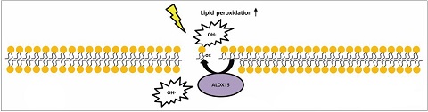 ▲ 페롭토시스 세포사 기전 세포막의 지질과산화(ALOX15) 대사가 높아지면 활성산소가 만들어져 스스로 세포가 파괴된다. 